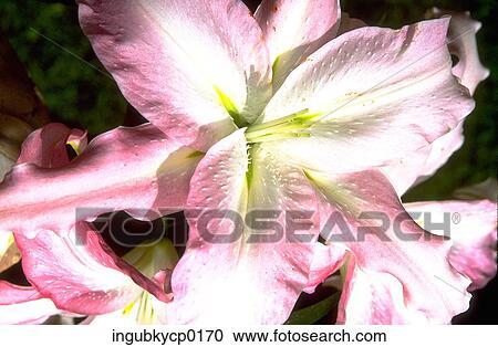 Close-up of a pink tiger lily View Large Photo Image Stock Image - Close-up of a pink tiger lily. Fotosearch