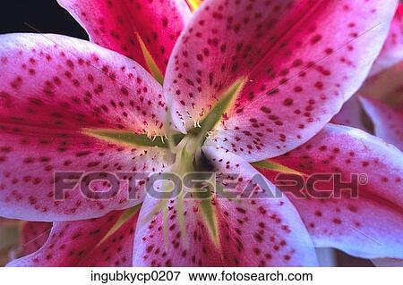 Stock Photo - Close-up of a pink tiger lily. Fotosearch