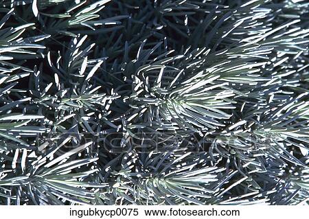 Close-up of a plant View Large Photo Image Stock Photography - Close-up of a plant. Fotosearch
