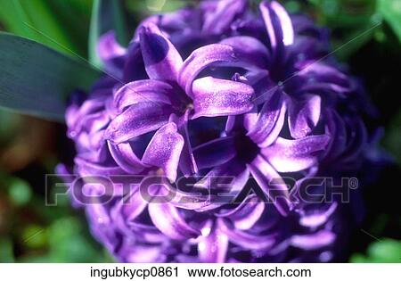 Close-up of a plant with purple flowers View Large Photo Image Stock Image - Close-up of a plant with purple flowers. Fotosearch