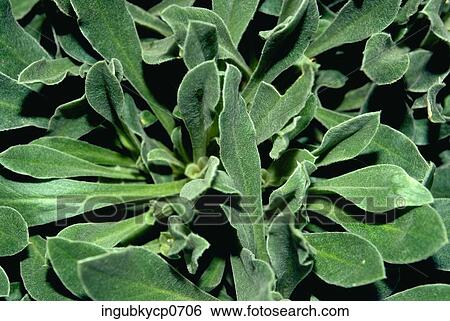 Stock Photograph - Close-up of a plant with thick green leaves. Fotosearch