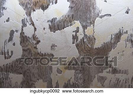 Close-up of a plastered wall View Large Photo Image Stock Image - Close-up of a plastered wall. Fotosearch