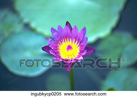 Close-up of a purple lotus View Large Photo Image Stock Photography - Close-up of a purple lotus. Fotosearch