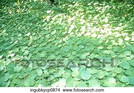Close-up of a surface covered with leaves View Large Photo Image Picture - Close-up of a surface covered with leaves. Fotosearch