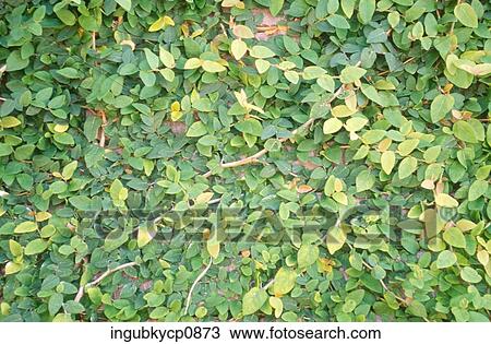 Stock Image - Close-up of a surface covered with leaves. Fotosearch
