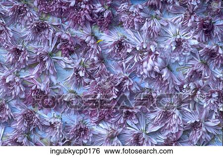 Close-up of a surface decorated with flower petals View Large Photo Image Stock Photograph - Close-up of a surface decorated with flower petals. Fotosearch