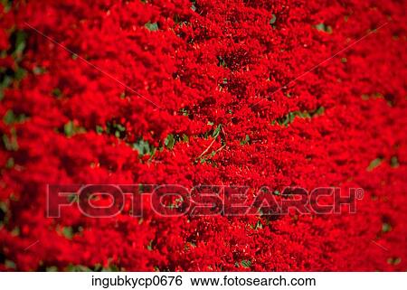 Stock Photograph - Close-up of a surface of red flowers. Fotosearch