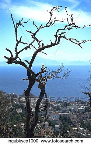 Close-up of a tree on a cliff View Large Photo Image Stock Image - Close-up of a tree on a cliff. Fotosearch