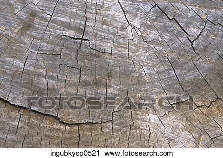 Close-up of a wooden surface View Large Photo Image Stock Image - Close-up of a wooden surface. Fotosearch