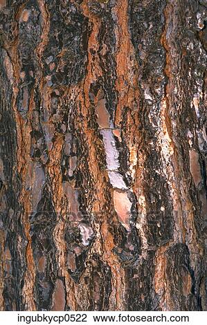 Close-up of a wooden surface View Large Photo Image Stock Image - Close-up of a wooden surface. Fotosearch
