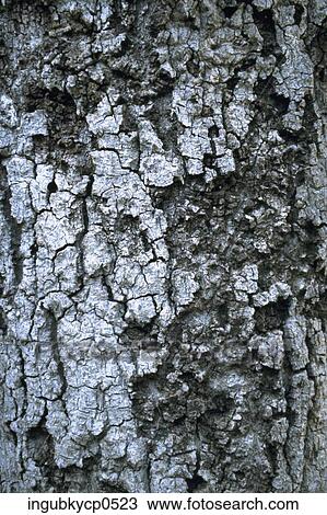 Stock Image - Close-up of a wooden surface. Fotosearch