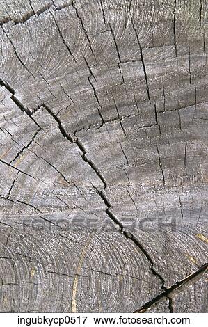 Close-up of a wooden surface View Large Photo Image Stock Photo - Close-up of a wooden surface. Fotosearch