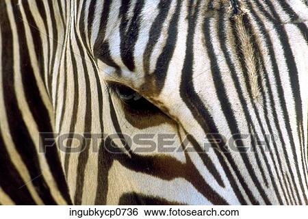Close-up of a zebra's head View Large Photo Image Stock Photograph - Close-up of a zebra's head. Fotosearch