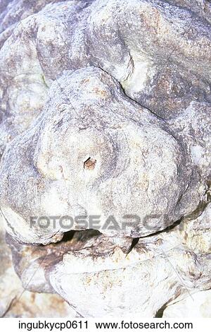 Stock Image - Close-up of an animal head sculpture. Fotosearch