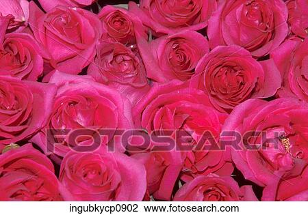 Close-up of an array of flowers View Large Photo Image Stock Image - Close-up of an array of flowers. Fotosearch