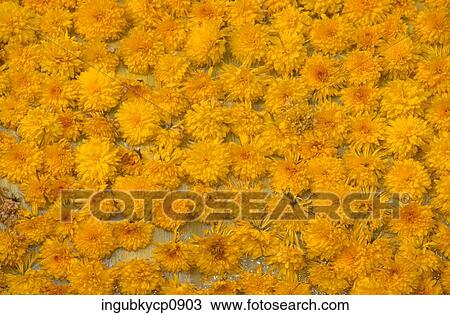 Close-up of an array of flowers View Large Photo Image Stock Image - Close-up of an array of flowers. Fotosearch