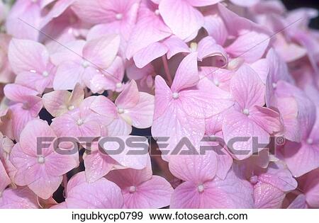 Close-up of an array of pink flowers View Large Photo Image Stock Photo - Close-up of an array of pink flowers. Fotosearch