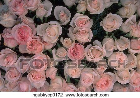 Close-up of an array of pink roses View Large Photo Image Stock Image - Close-up of an array of pink roses. Fotosearch