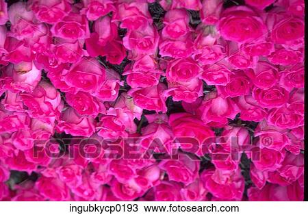 Close-up of an array of pink roses View Large Photo Image Stock Image - Close-up of an array of pink roses. Fotosearch