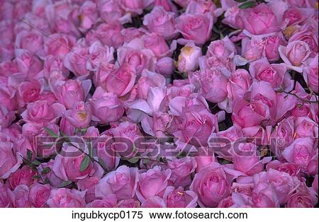 Close-up of an array of pink roses View Large Photo Image Stock Photography - Close-up of an array of pink roses. Fotosearch