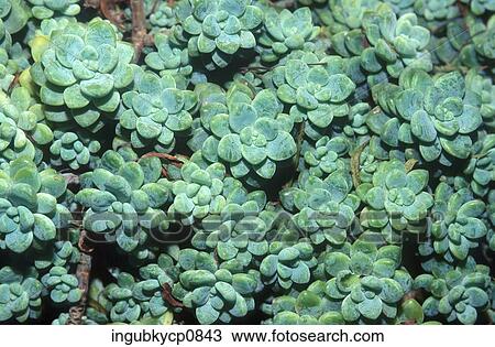 Close-up of an array of succulent plants View Large Photo Image Stock Image - Close-up of an array of succulent plants. Fotosearch
