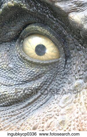 Close-up of an artificial dinosaur's eye View Large Photo Image Stock Photograph - Close-up of an artificial dinosaur's eye. Fotosearch