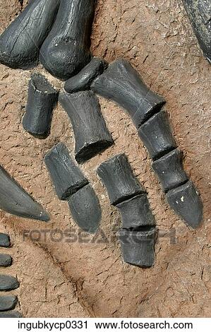 Close-up of artificial dinosaur bones embedded in a wall View Large Photo Image Stock Image - Close-up of artificial dinosaur bones embedded in a wall. Fotosearch