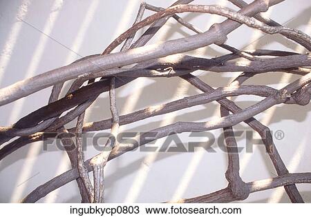 Close-up of bare branches of a tree against a wall View Large Photo Image Stock Image - Close-up of bare branches of a tree against a wall. Fotosearch