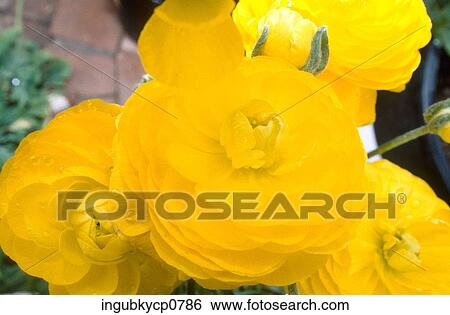 Stock Photograph - Close-up of bright yellow roses. Fotosearch
