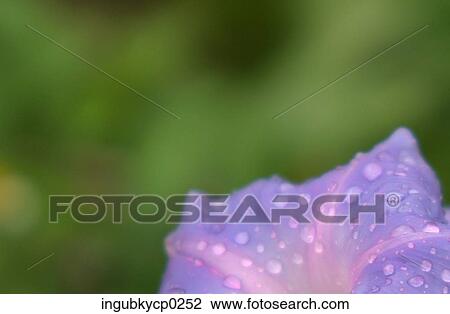 Close-up of dewdrops on the petal of a flower View Large Photo Image Stock Image - Close-up of dewdrops on the petal of a flower. Fotosearch