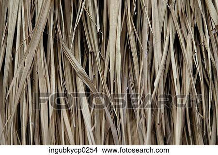 Close-up of dry weeds View Large Photo Image Picture - Close-up of dry weeds. Fotosearch