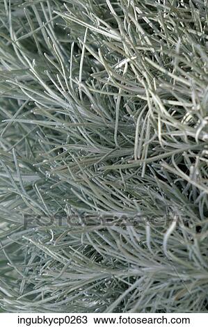 Close-up of dry weeds View Large Photo Image Stock Image - Close-up of dry weeds. Fotosearch