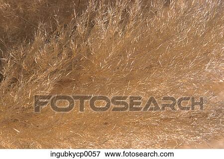 Close-up of fine fur View Large Photo Image Stock Photo - Close-up of fine fur. Fotosearch