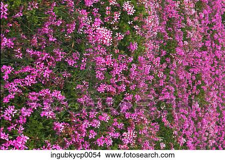 Close-up of flowers in a garden View Large Photo Image Picture - Close-up of flowers in a garden. Fotosearch