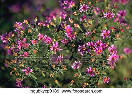 Close-up of flowers on a tree View Large Photo Image Stock Photography - Close-up of flowers on a tree. Fotosearch