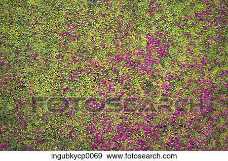 Close-up of flowers View Large Photo Image Stock Photo - Close-up of flowers. Fotosearch