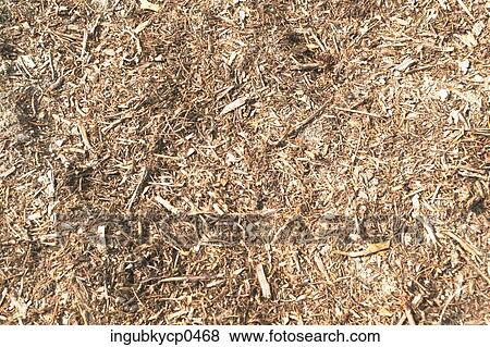 Close-up of hay on the ground View Large Photo Image Stock Photo - Close-up of hay on the ground. Fotosearch