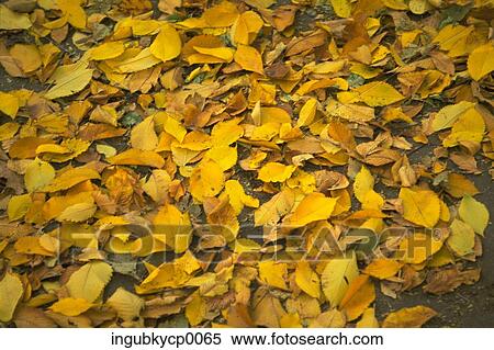 Close-up of leaves fallen on the ground View Large Photo Image Stock Photography - Close-up of leaves fallen on the ground. Fotosearch