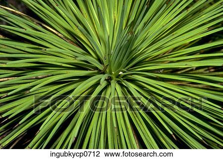 Close-up of leaves of a lush green plant View Large Photo Image Stock Image - Close-up of leaves of a lush green plant. Fotosearch