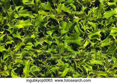 Close-up of leaves of a plant View Large Photo Image Stock Image - Close-up of leaves of a plant. Fotosearch