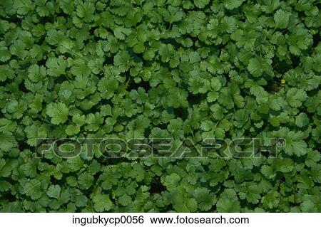 Close-up of leaves on a bush View Large Photo Image Stock Photograph - Close-up of leaves on a bush. Fotosearch