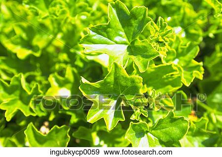 Stock Photo - Close-up of leaves on a plant. Fotosearch
