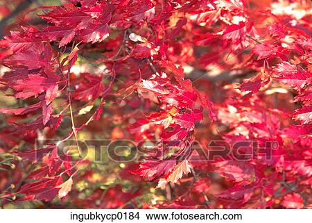 Close-up of leaves on a tree View Large Photo Image Picture - Close-up of leaves on a tree. Fotosearch