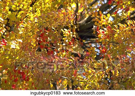 Close-up of leaves on a tree View Large Photo Image Stock Image - Close-up of leaves on a tree. Fotosearch