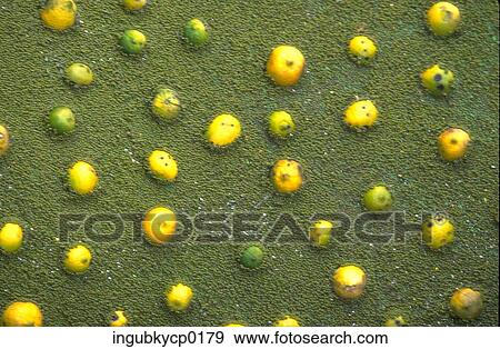 Close-up of lemons embedded in a stucco wall View Large Photo Image Stock Photo - Close-up of lemons embedded in a stucco wall. Fotosearch