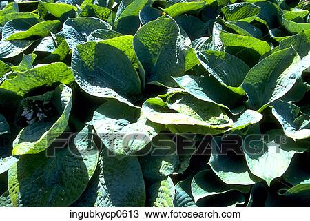 Close-up of lush green leaves View Large Photo Image Stock Image - Close-up of lush green leaves. Fotosearch