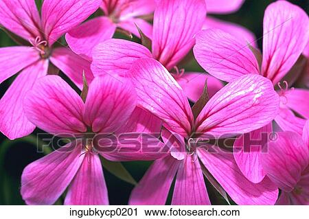 Stock Image - Close-up of pink flowers. Fotosearch