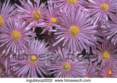 Close-up of purple daisies View Large Photo Image Stock Image - Close-up of purple daisies. Fotosearch