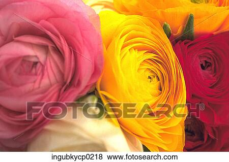 Close-up of roses in a variety of colors View Large Photo Image Stock Photo - Close-up of roses in a variety of colors. Fotosearch
