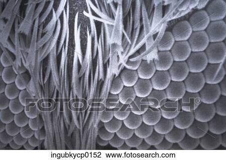 Close-up of tassels on upholstery fabric View Large Photo Image Stock Image - Close-up of tassels on upholstery fabric. Fotosearch